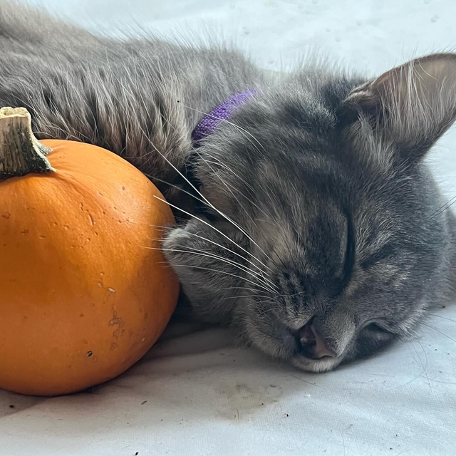 Kitten with a pumpkin