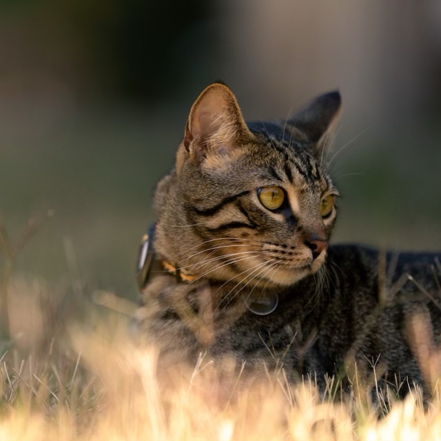 Kitten in the grass