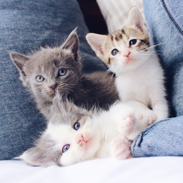 Three little kittens