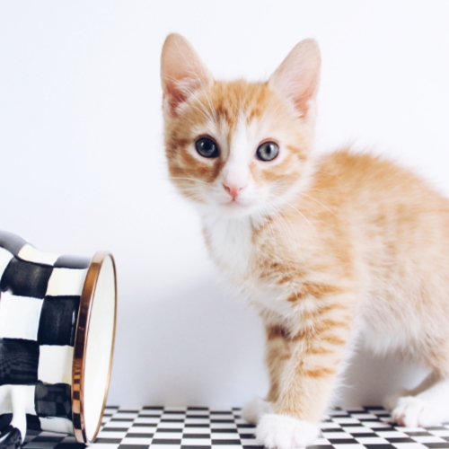 Orange kitten on checkers