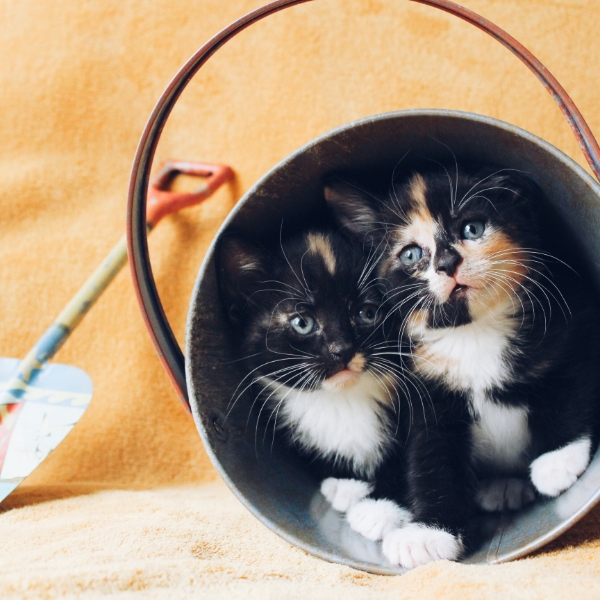 Kittens in a bucket