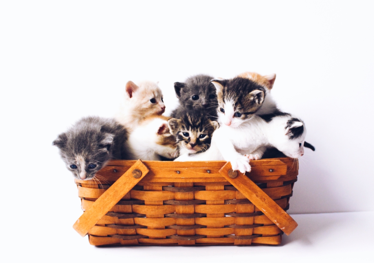 Basket full of kittens